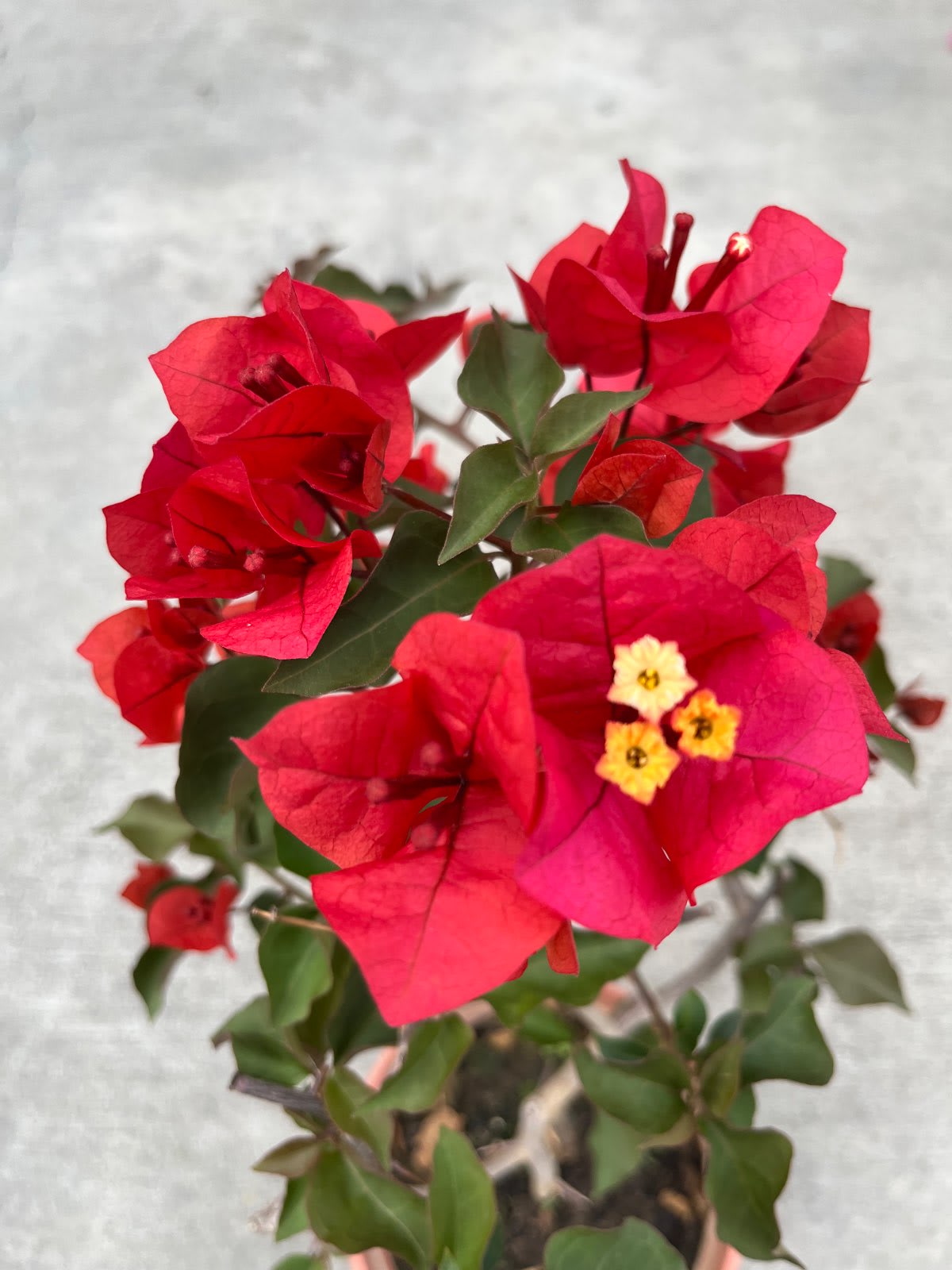 沖繩紅九重葛：自帶海島度假風的熱情純紅花瀑，陽台必備的經典開花盆栽