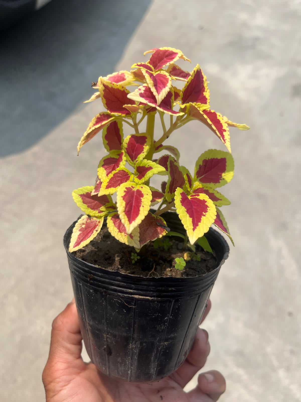 彩葉草 編號47 3吋盆