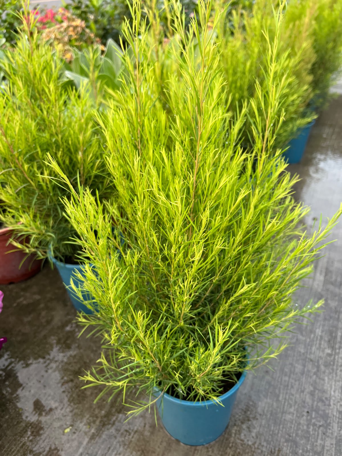 密葉茶樹 5吋盆