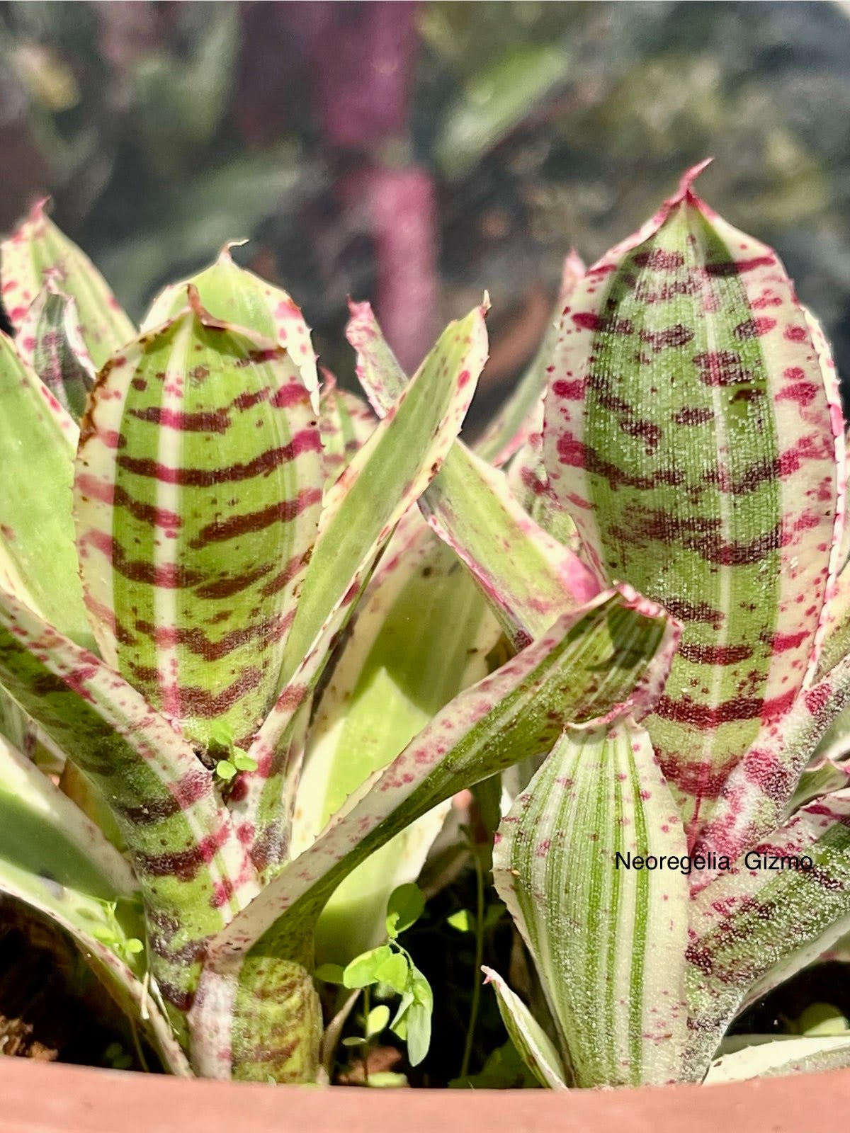 Neoregelia  Gizmo   單株