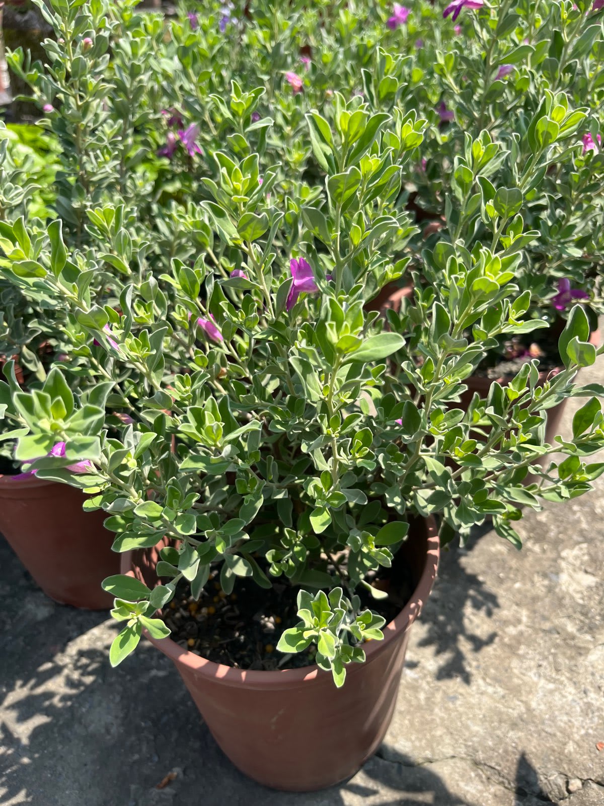 紅花玉芙蓉 6寸盆