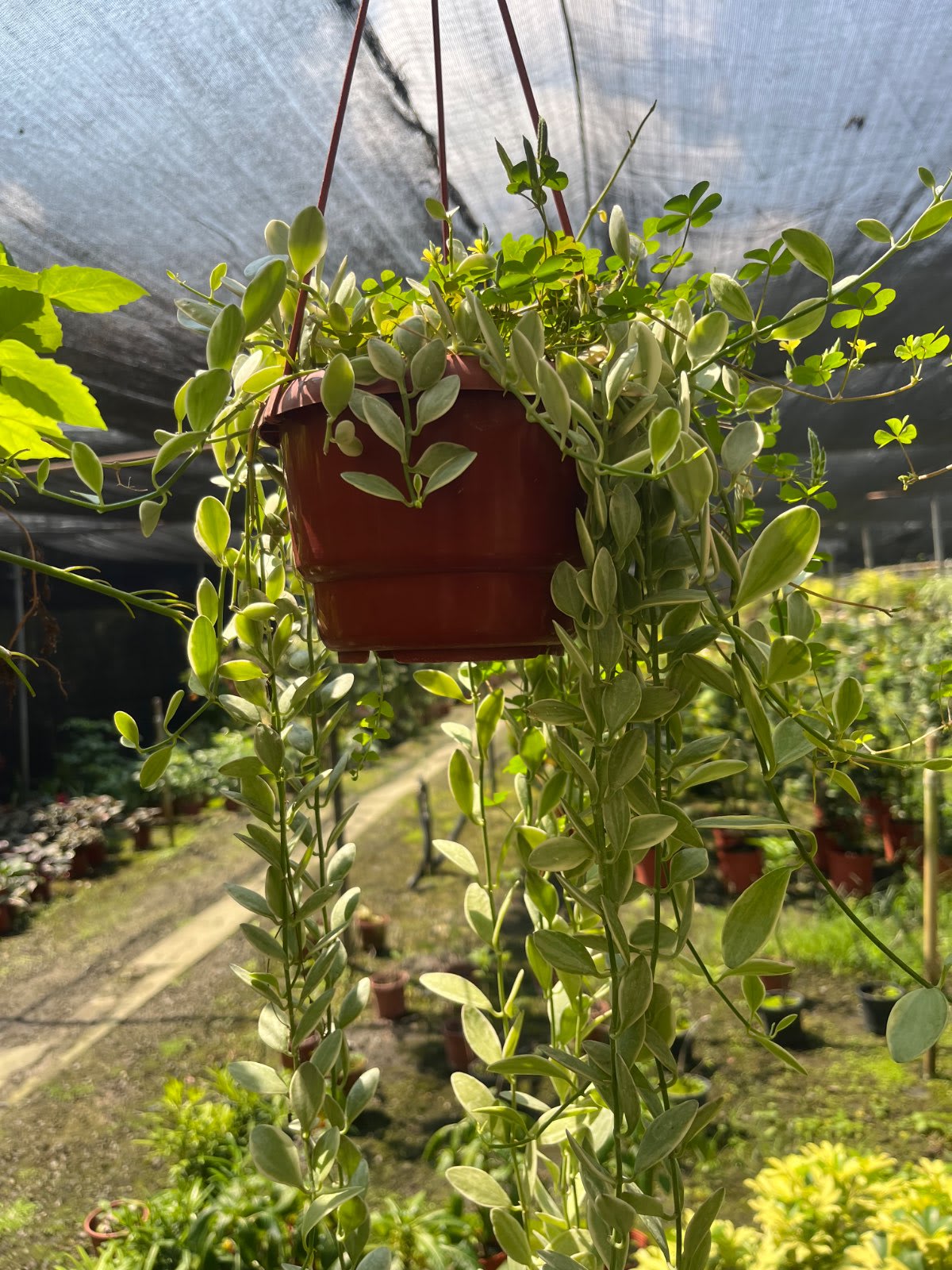 斑葉串錢藤 5寸盆