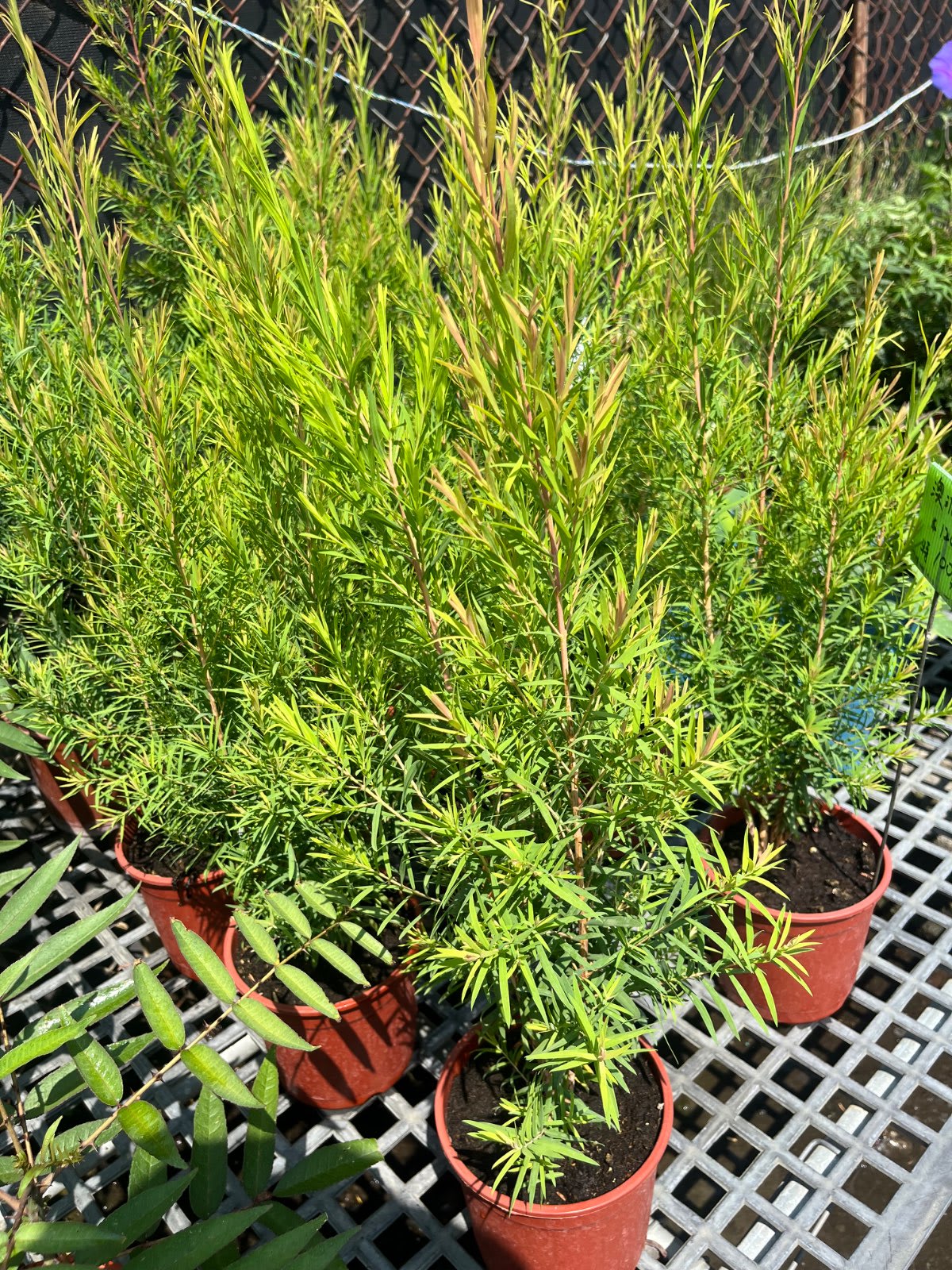 澳洲茶樹 澳洲茶樹