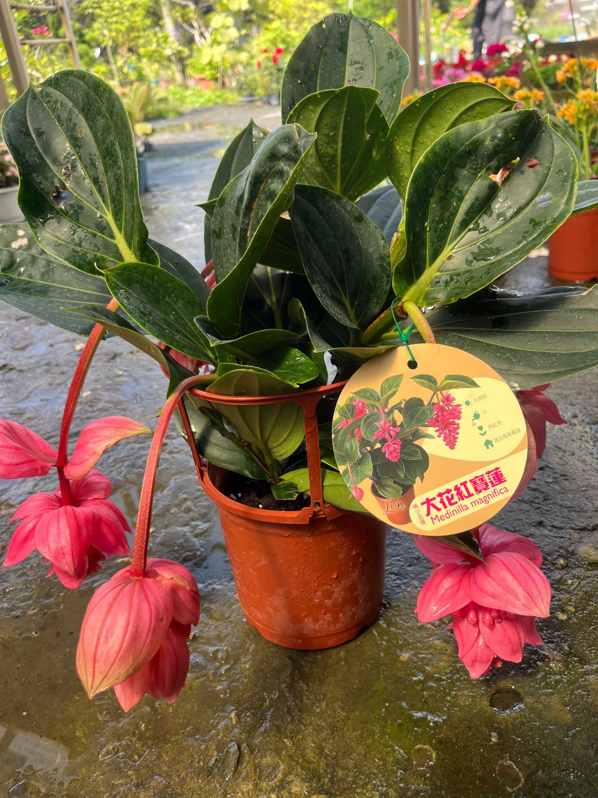 大花紅寶蓮 6寸盆