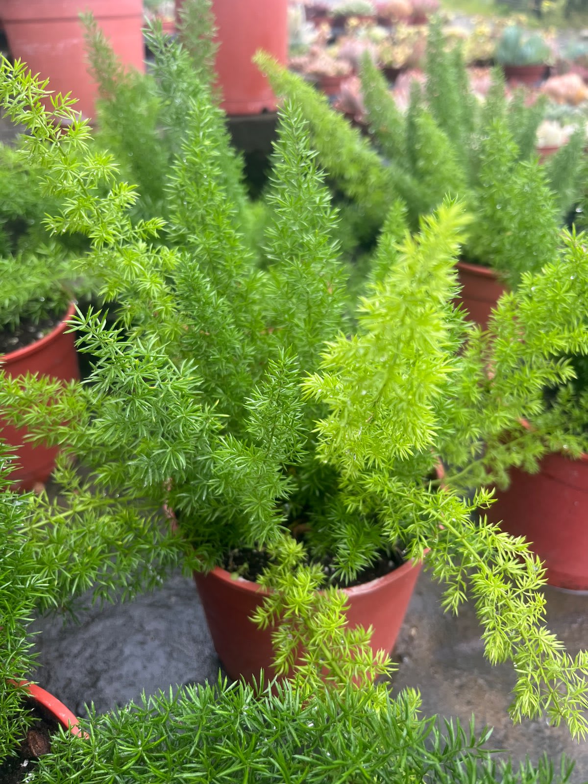 狐狸尾石竹 5寸盆