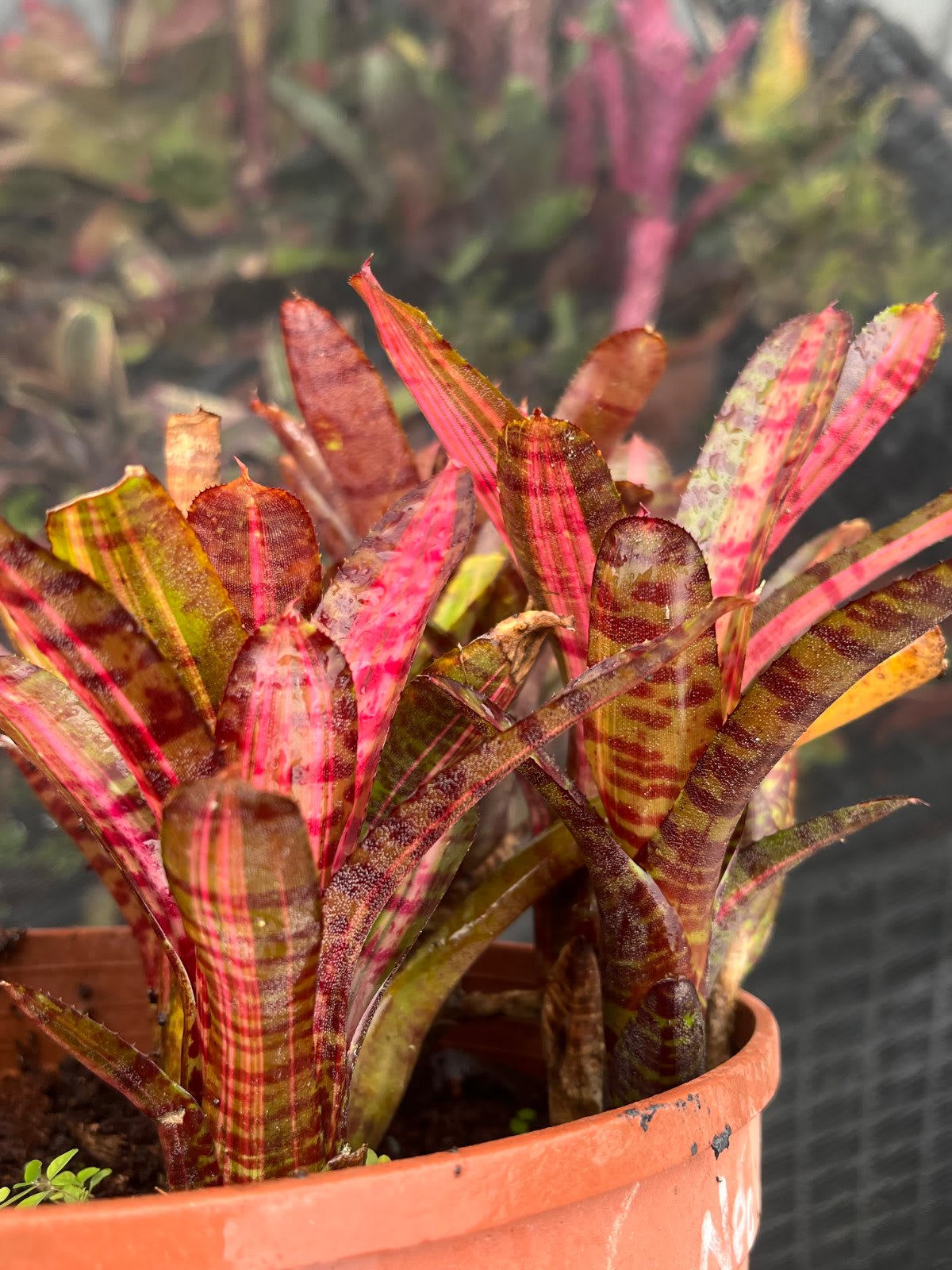 Neoregelia Hot Ember 單株