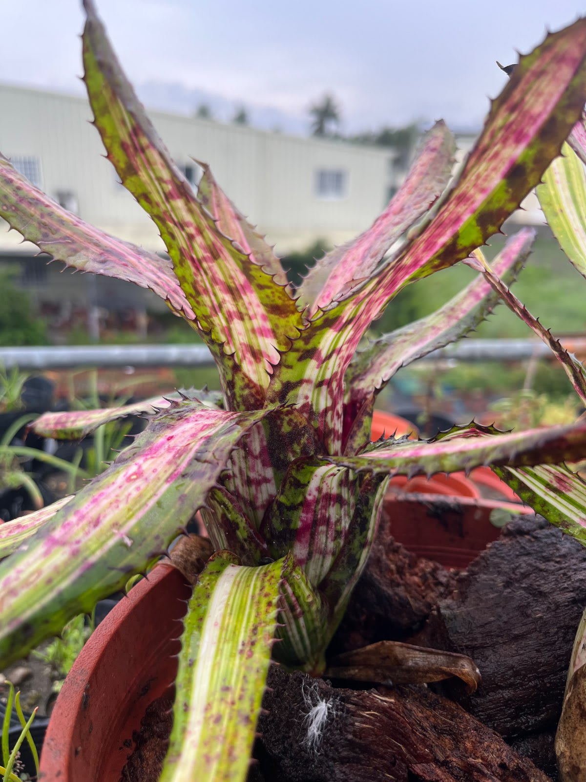 Aechmea Reverse Ensign 單株