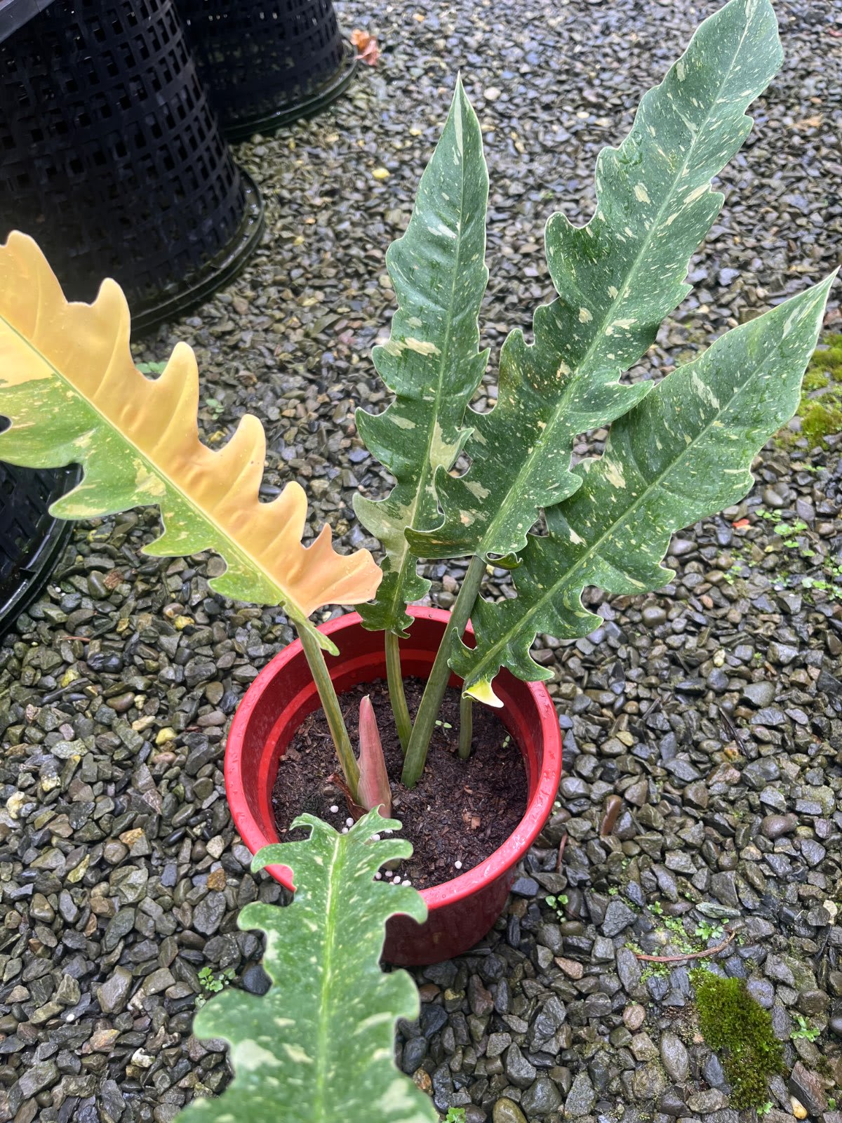 斑葉火之戒 5吋盆