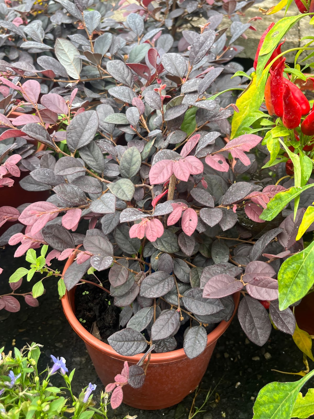 紅彩木 6吋盆