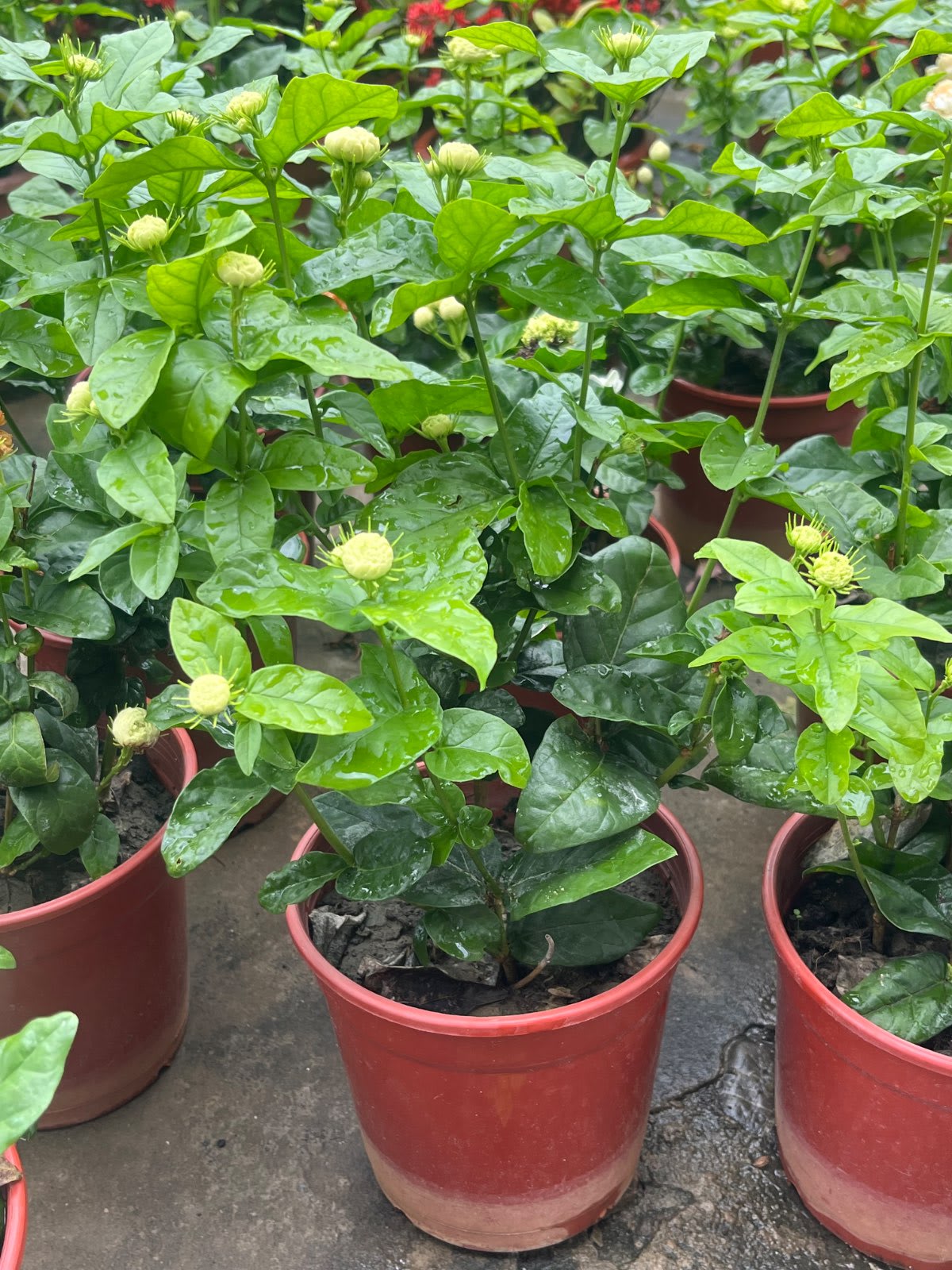重瓣虎頭茉莉 5吋盆