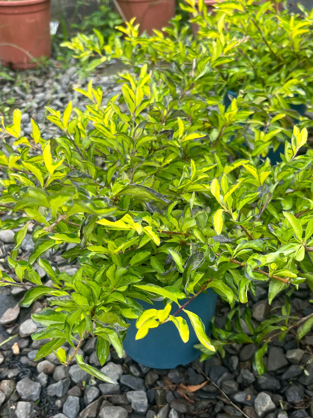 黃金金露花 5吋盆