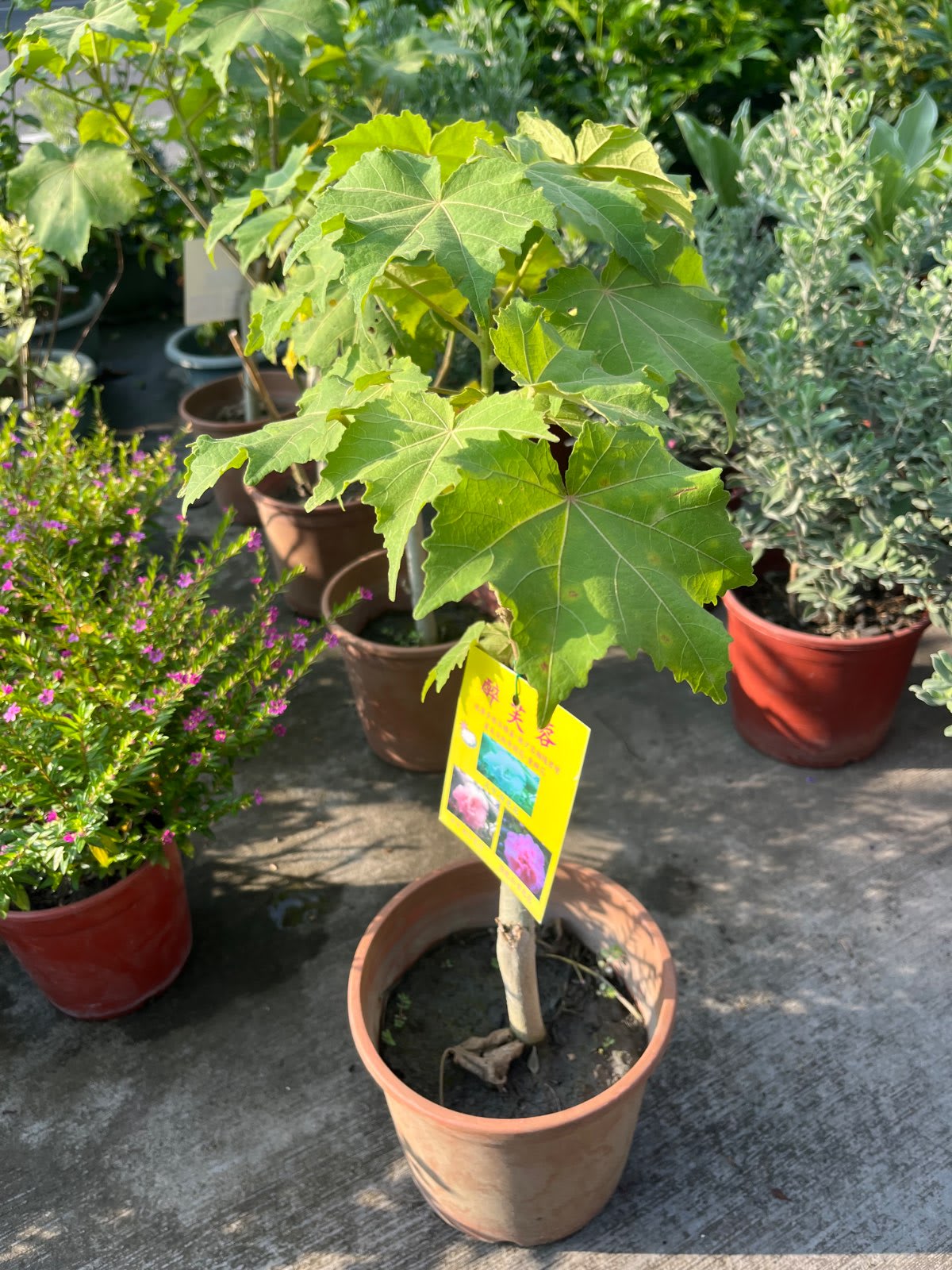 醉芙蓉 6吋盆