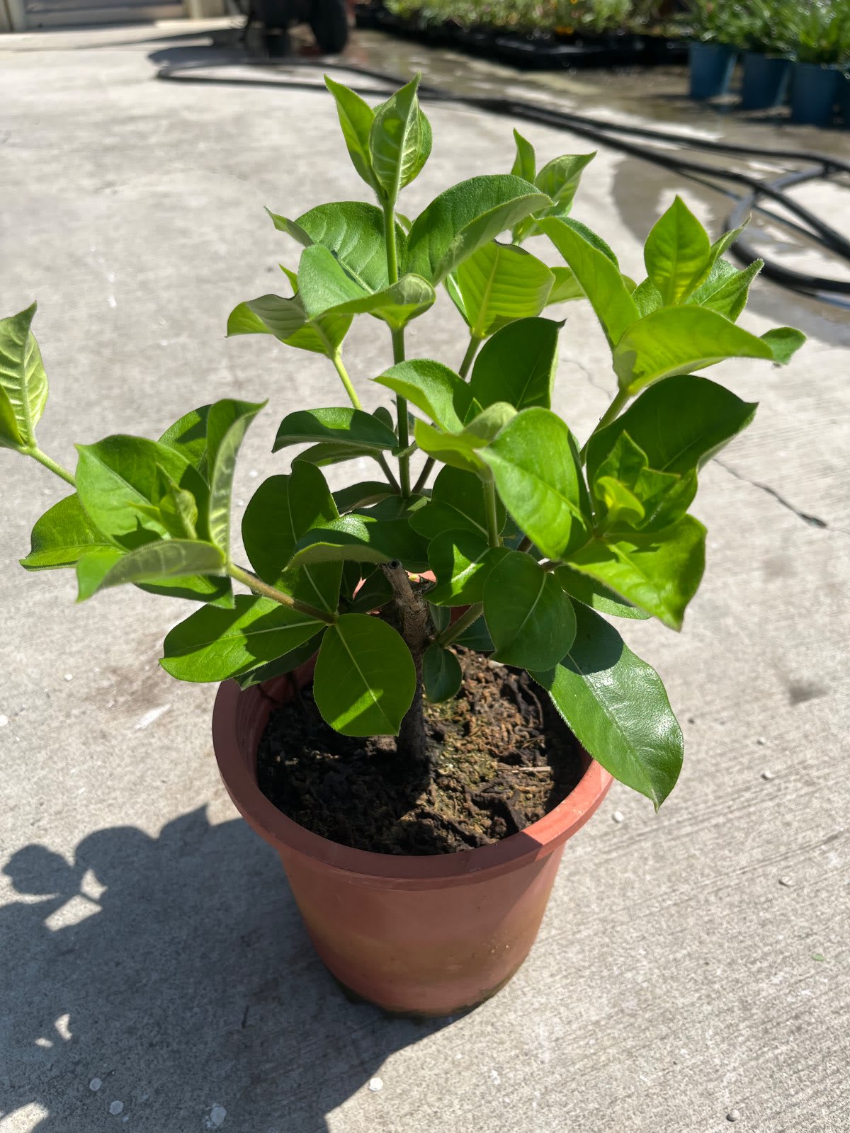 大花紫蟬 6吋盆