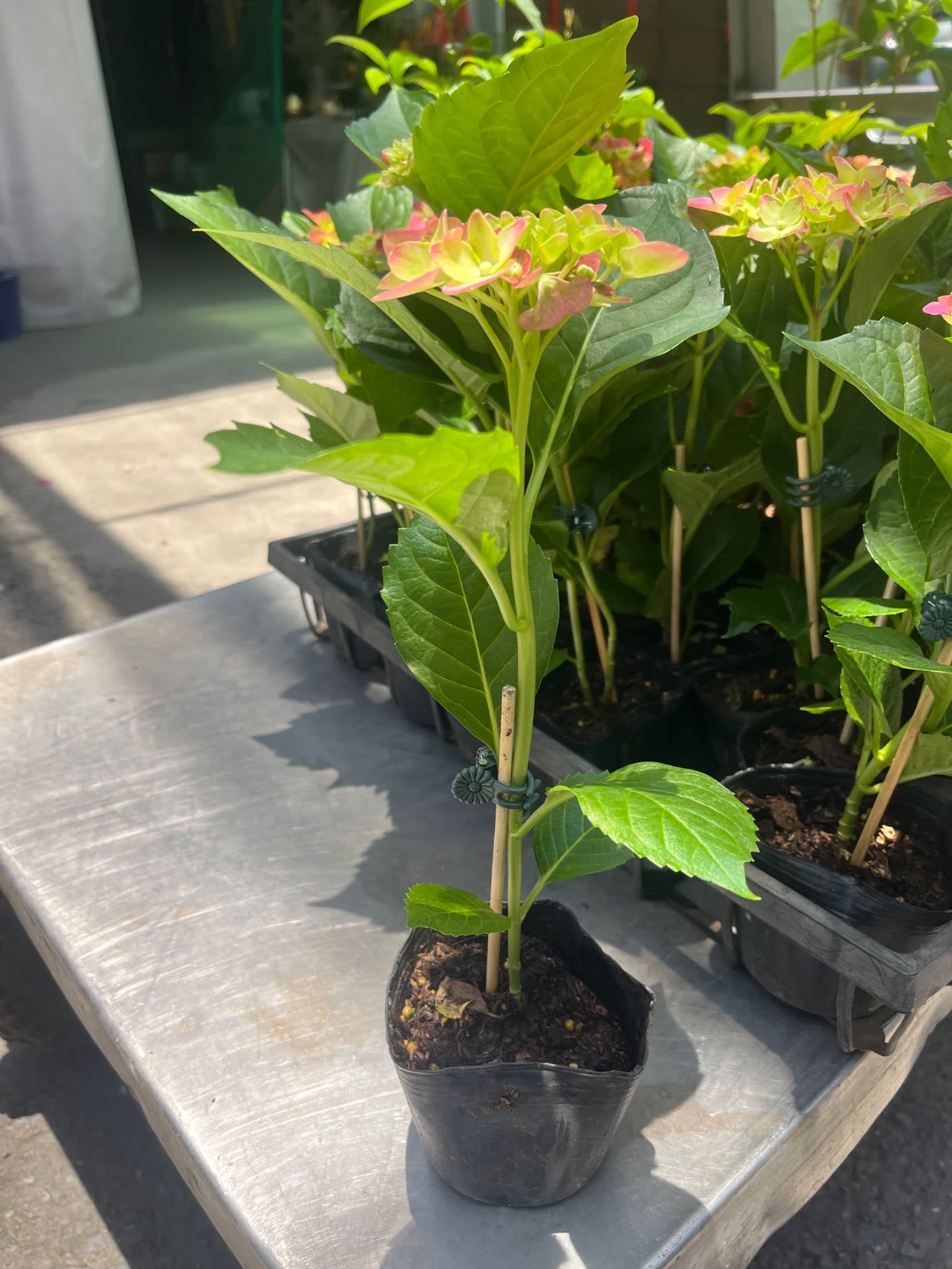 無盡夏繡球花 3寸盆