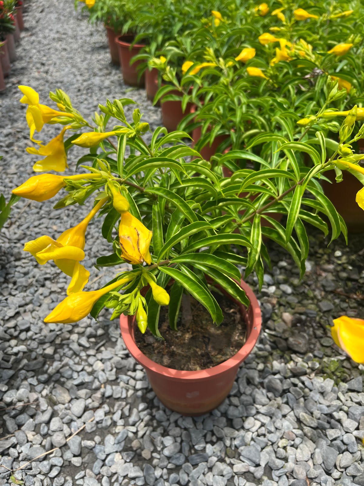 黃蟬 7寸盆