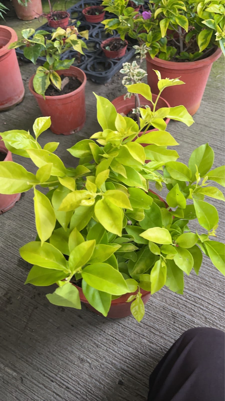 秀麗粉 7寸盆