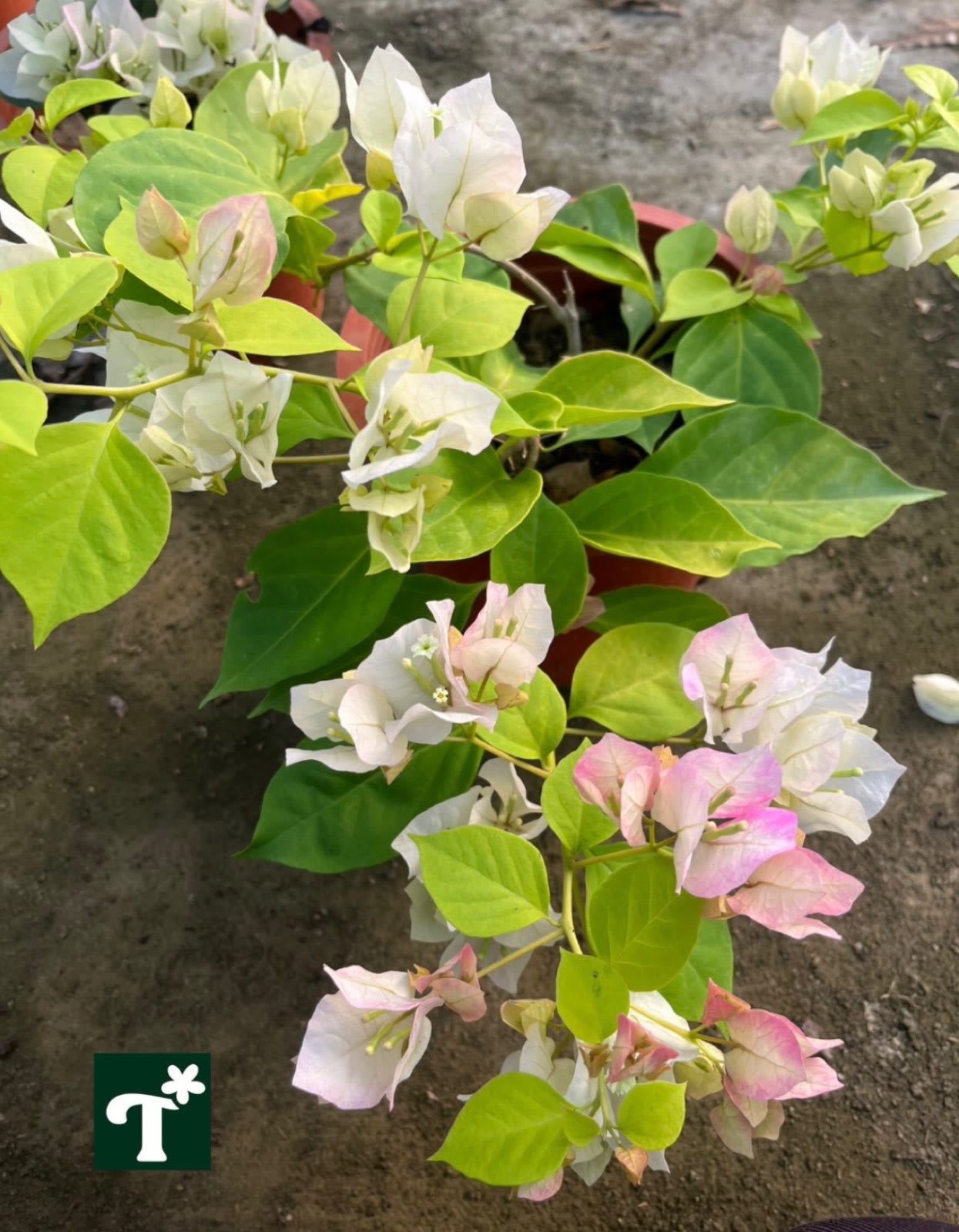 秀麗粉九重葛