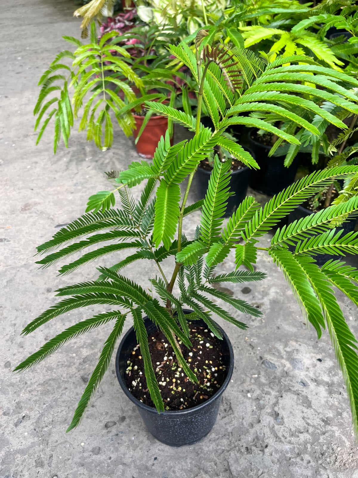 日本小豆樹 5吋盆
