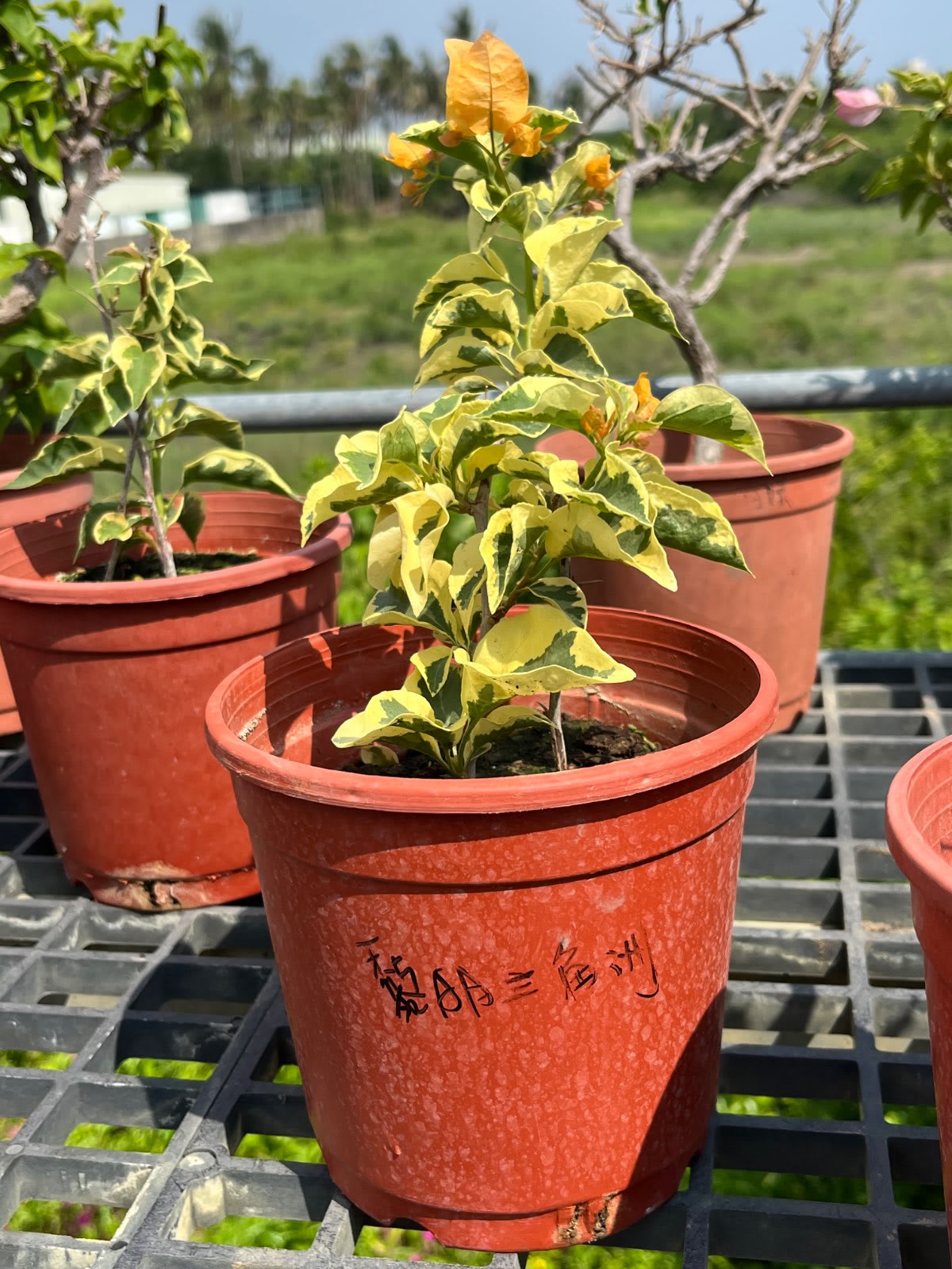 黎明三角洲 5寸盆
