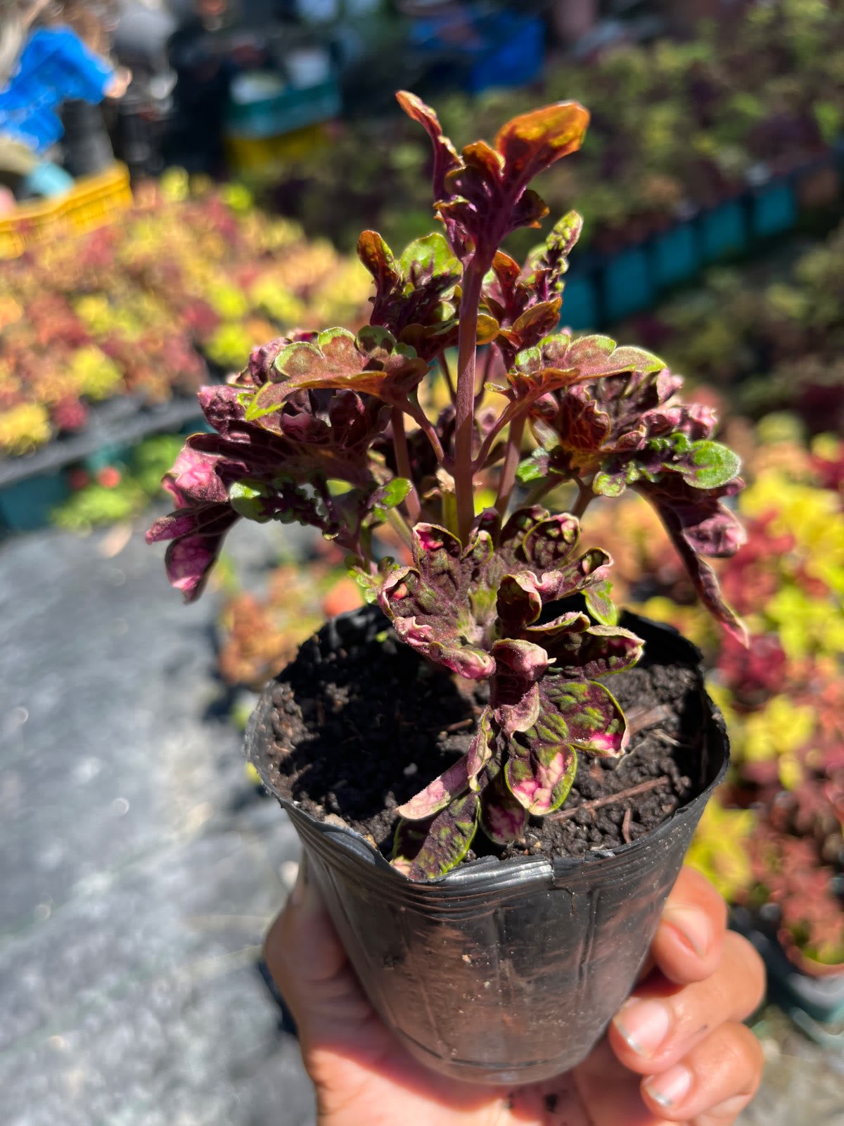 彩葉草