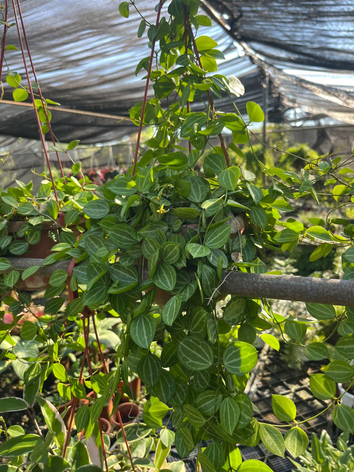 小西瓜椒草 4吋盆