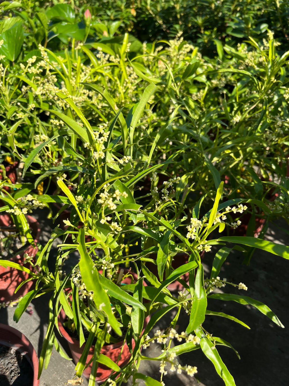 印尼驅蚊樹 5寸盆