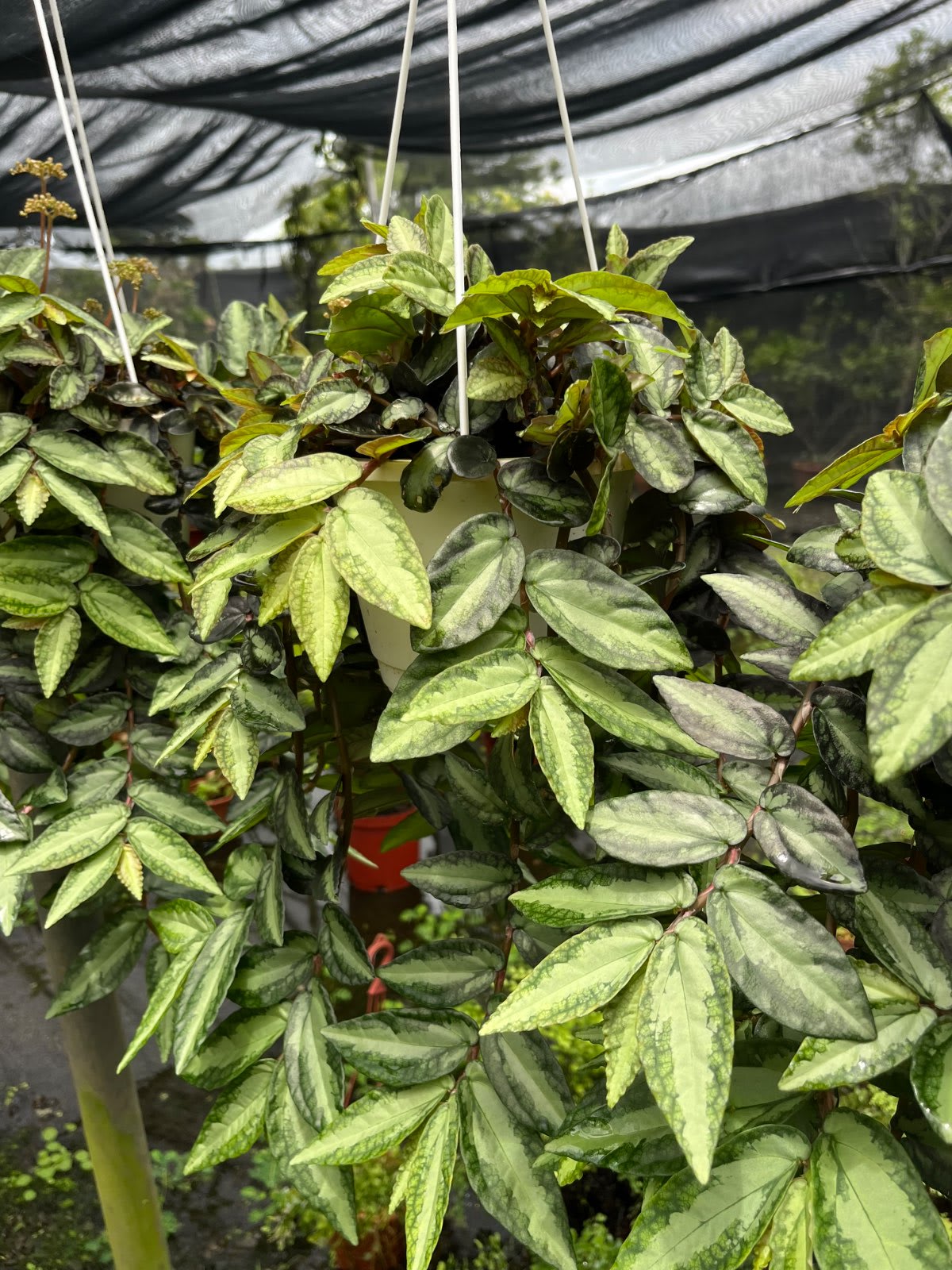 噴煙花 6寸盆