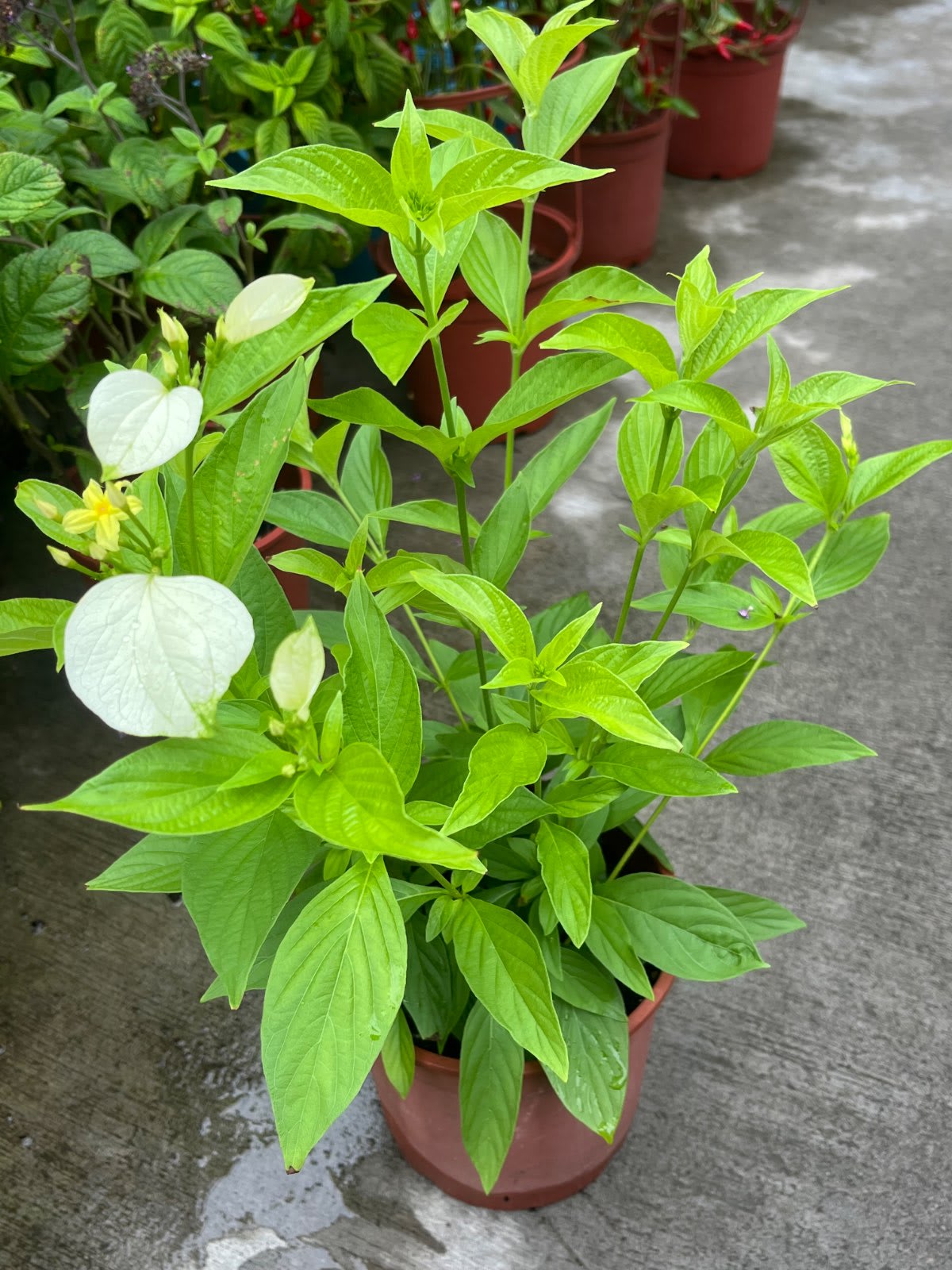 玉葉金花 5寸盆