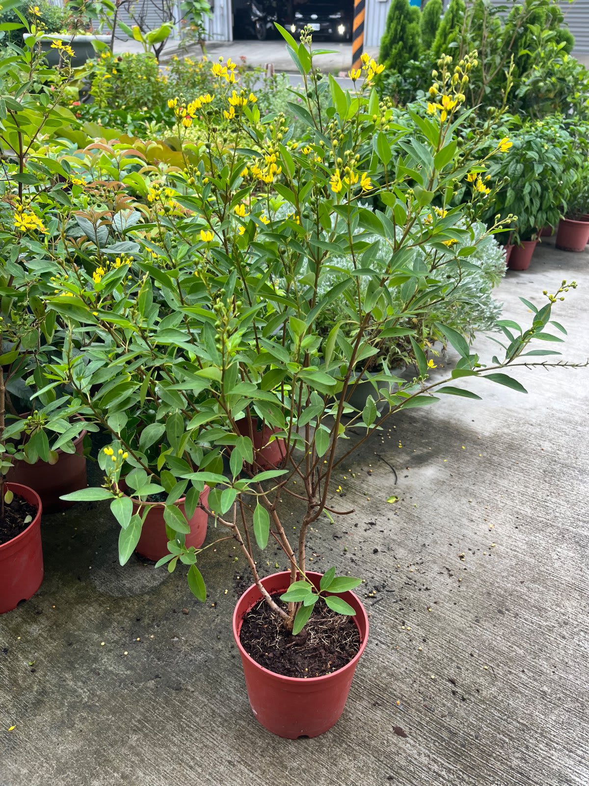 金英花 6寸盆