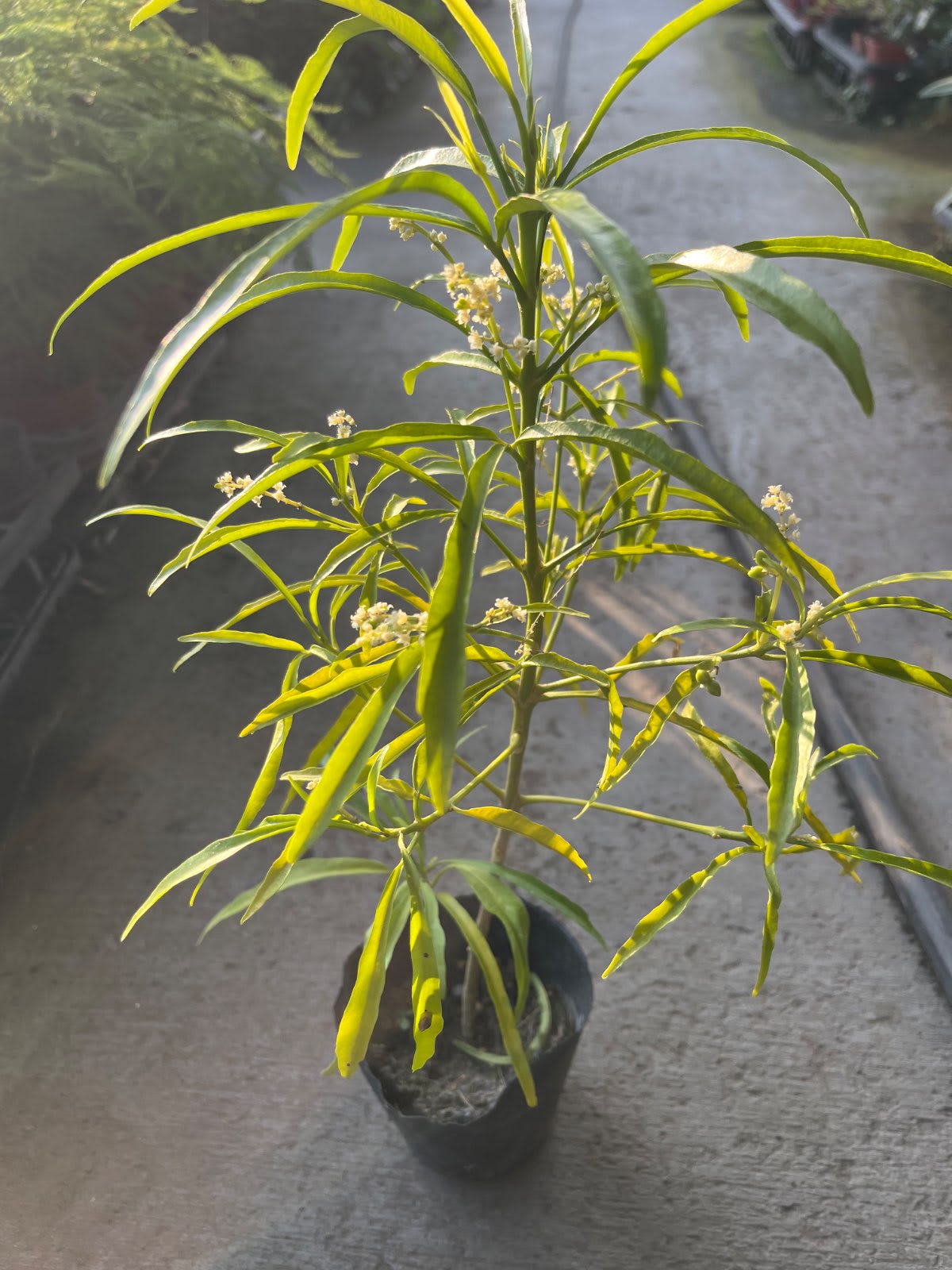 印尼驅蚊樹 4寸盆