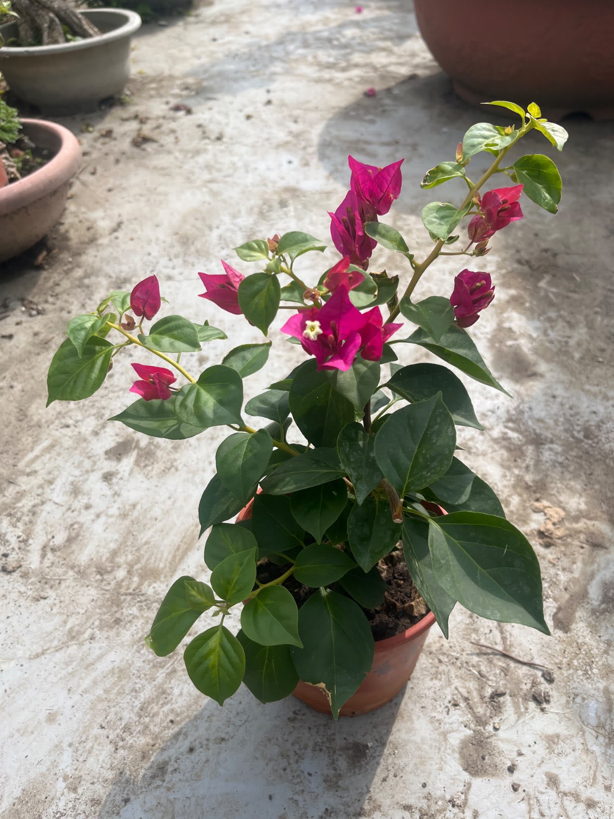 瑪麗蓮 5吋盆