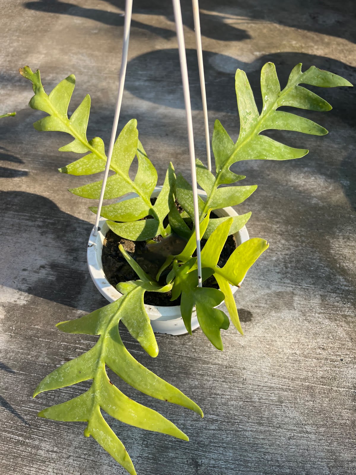 大鯊魚劍 6吋盆