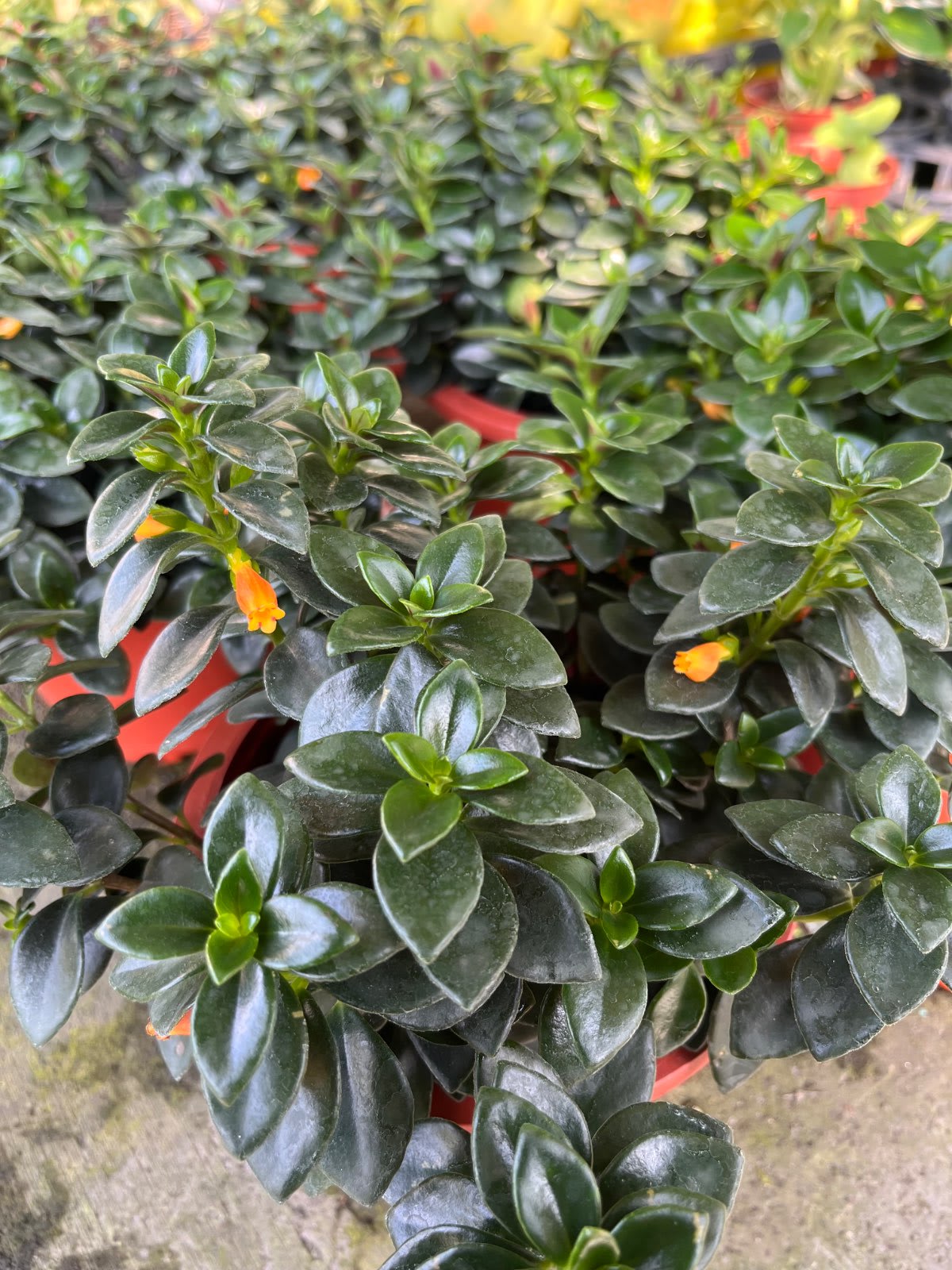 鯨魚花 6吋盆