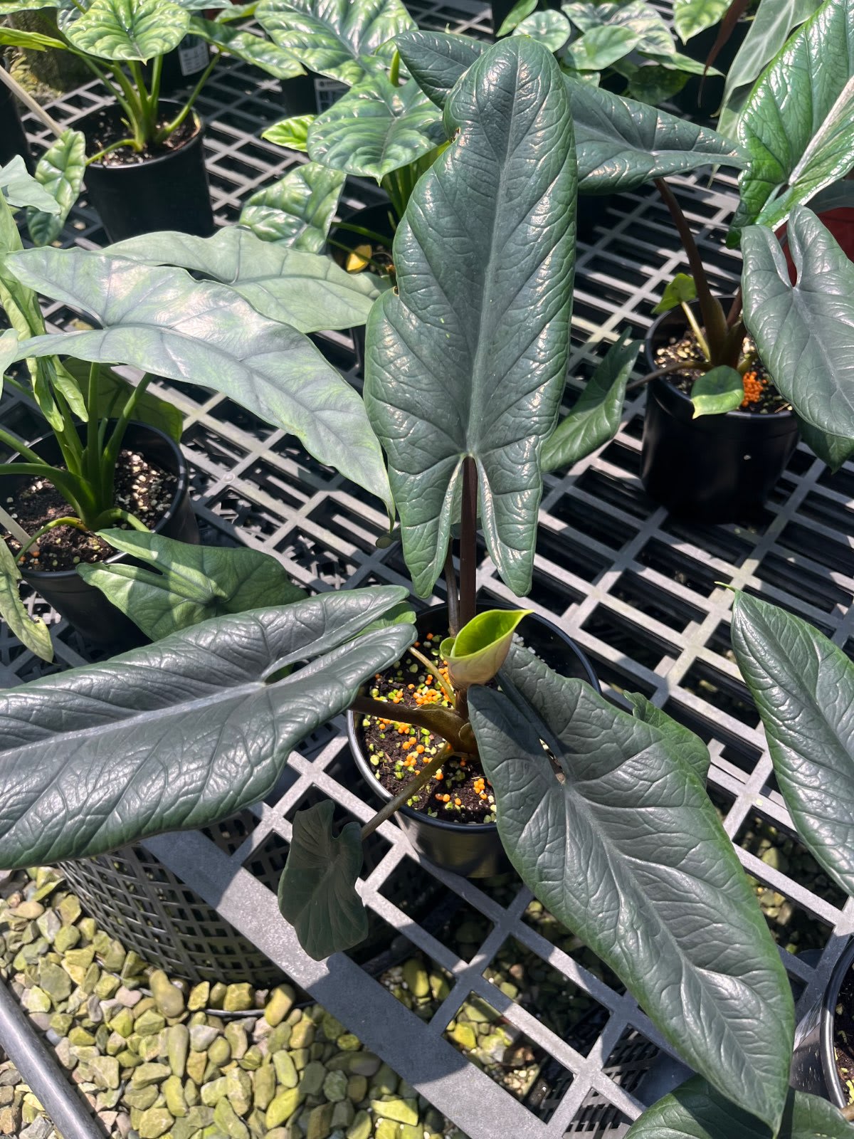 甲骨文 觀音蓮 5吋盆