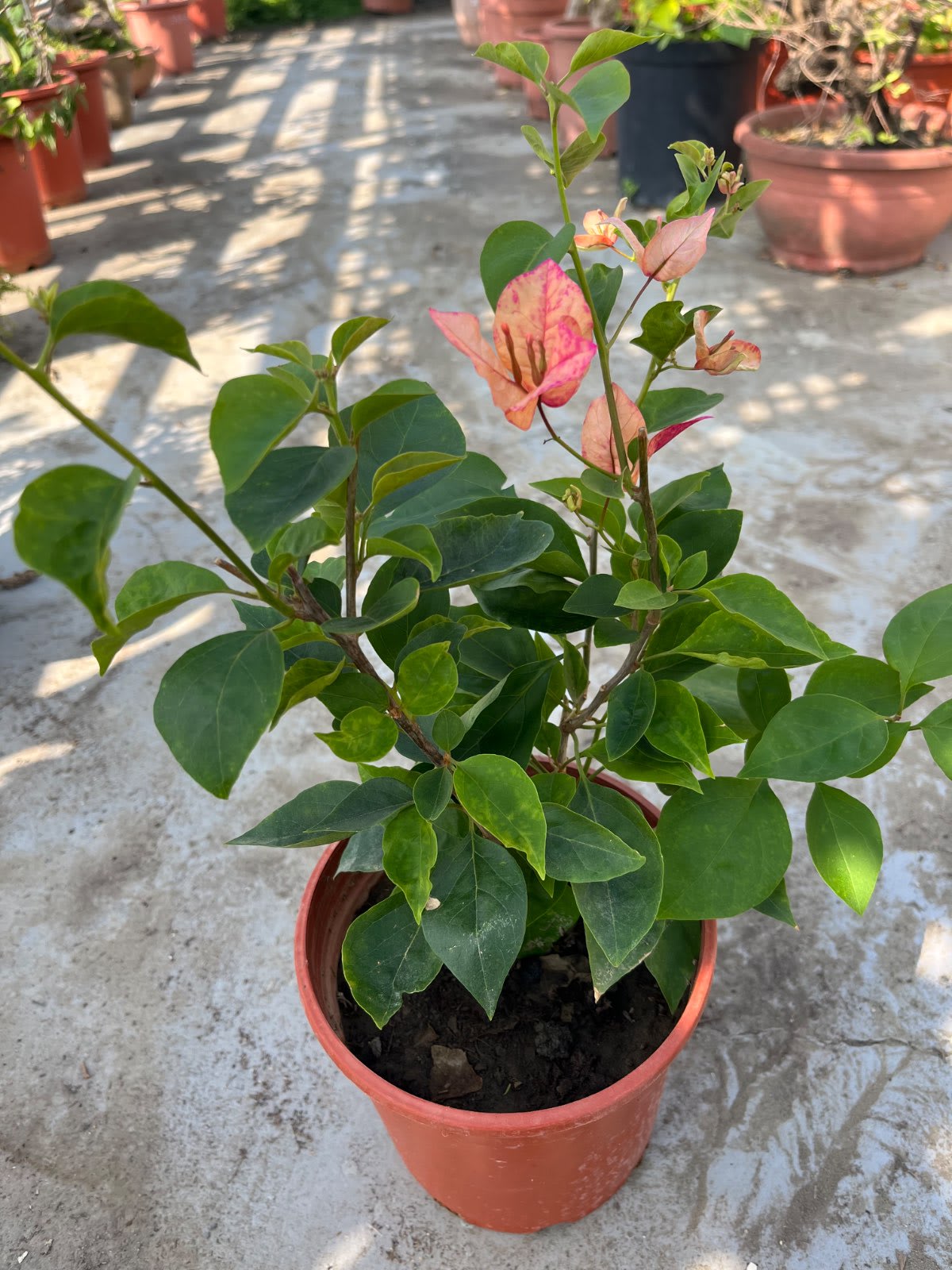 阿朱娜 5吋盆
