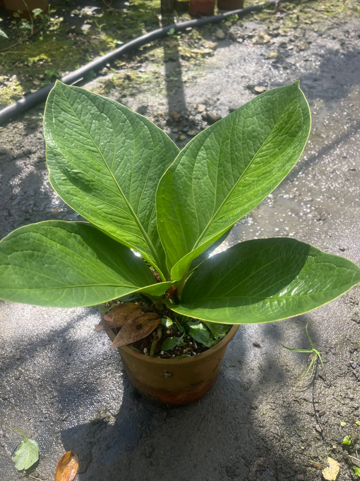富貴花燭 6寸盆