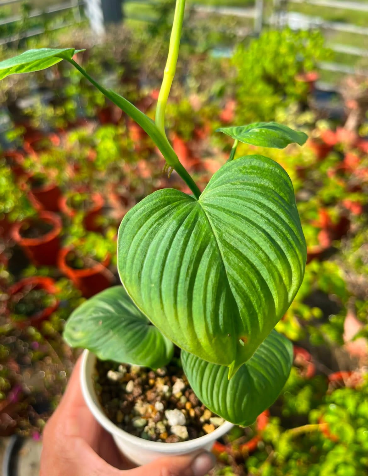 Philodendron melanoneuron cf. 3寸盆