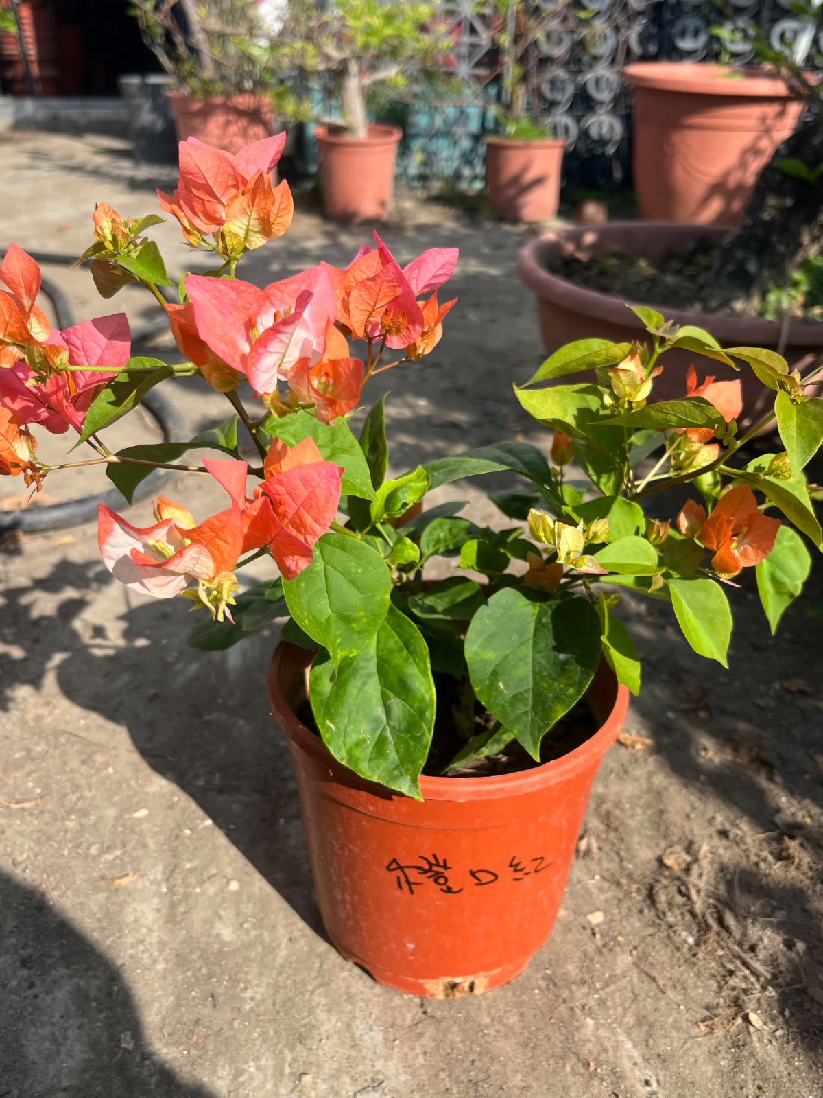橙口紅 5吋盆