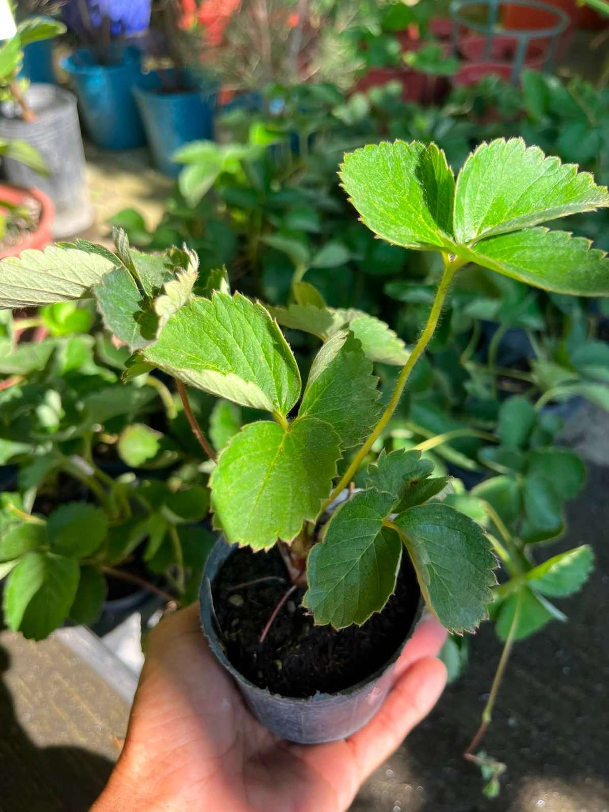草莓苗