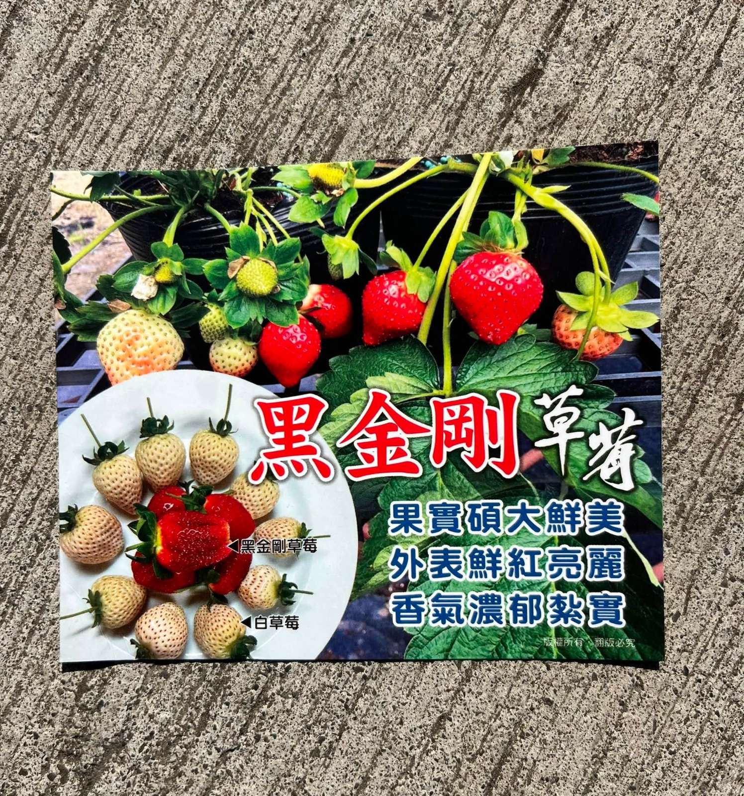 草莓苗 黑金剛 2吋盆