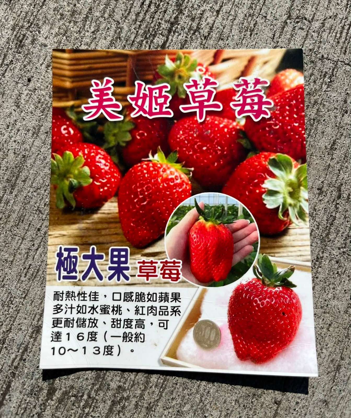 草莓苗 美姬 2吋盆