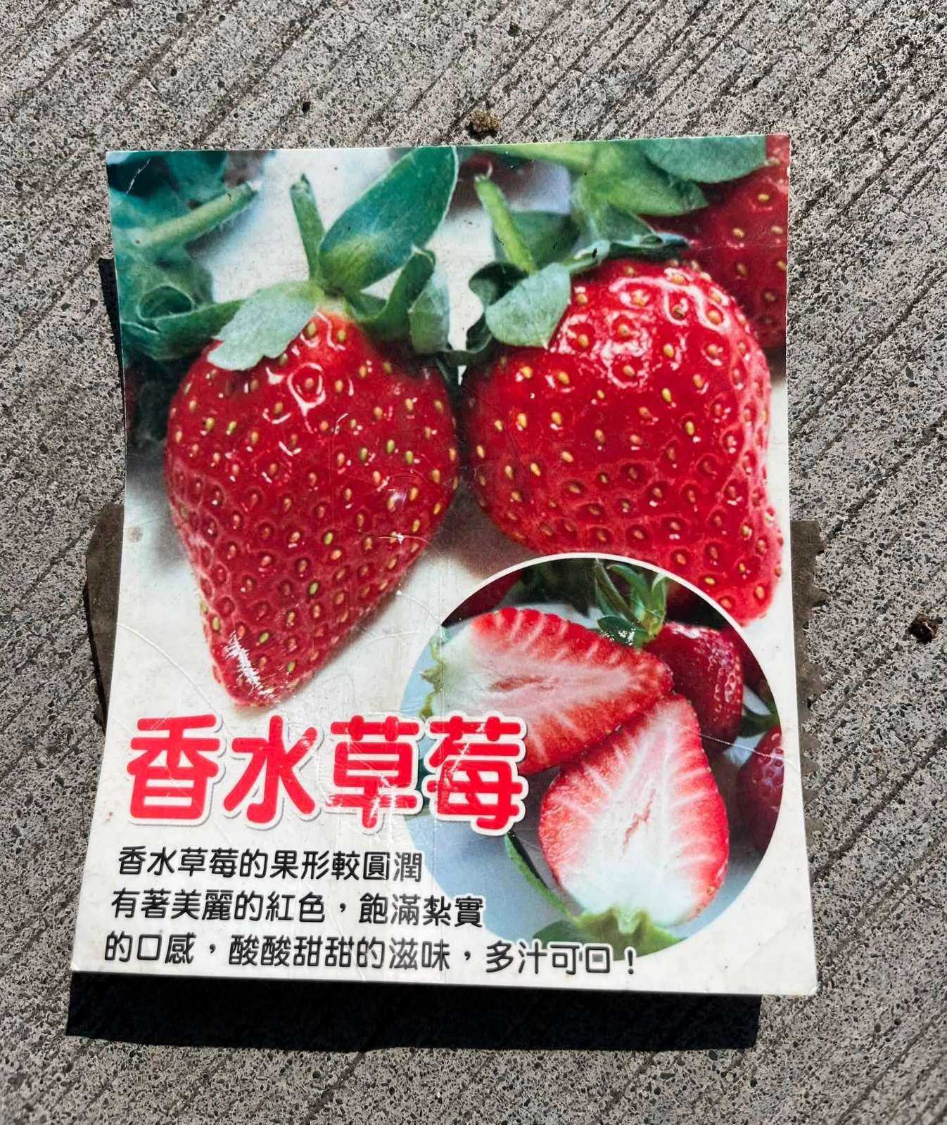草莓苗 香水 2吋盆