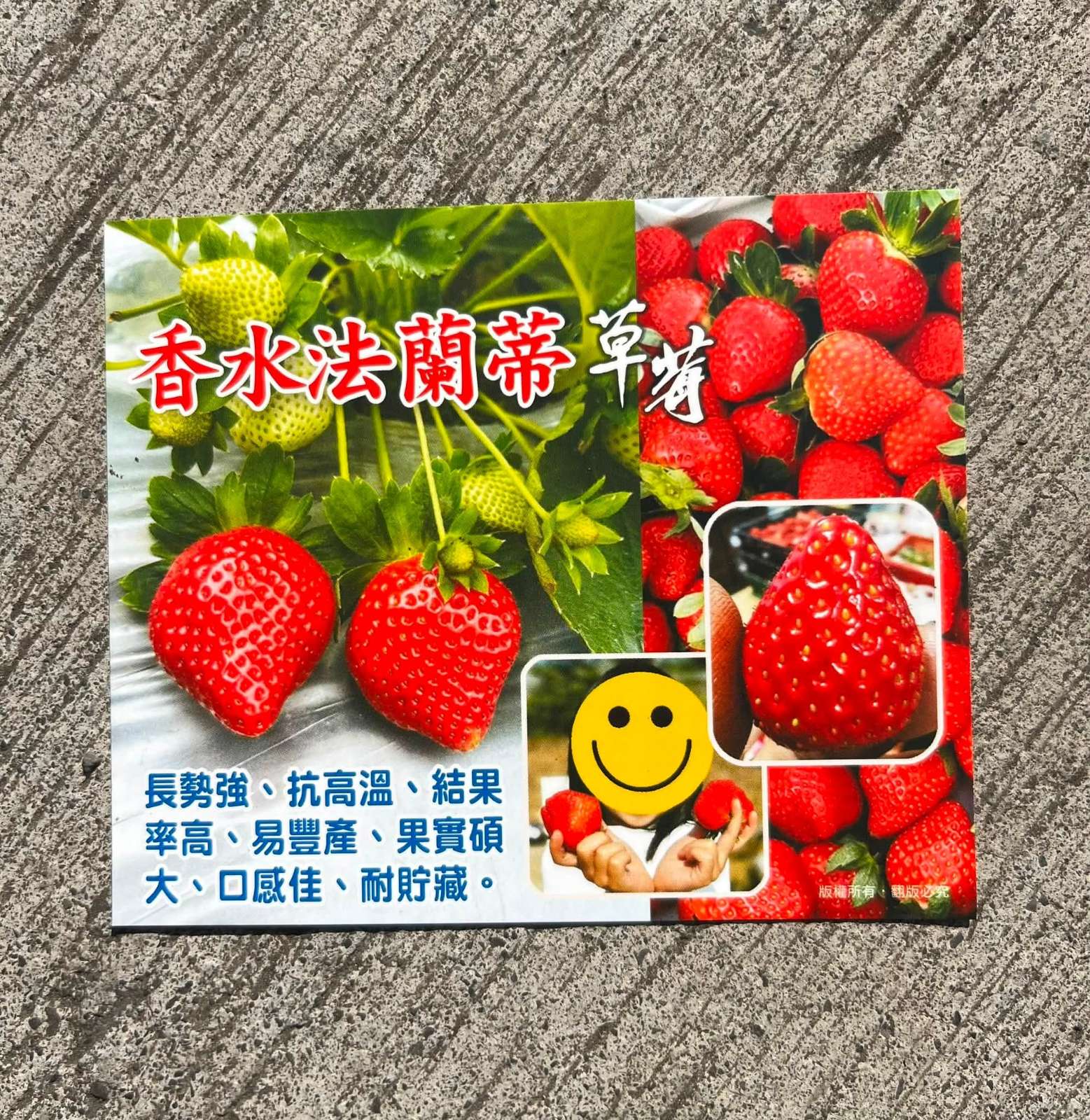 草莓苗 法蘭蒂 2吋盆