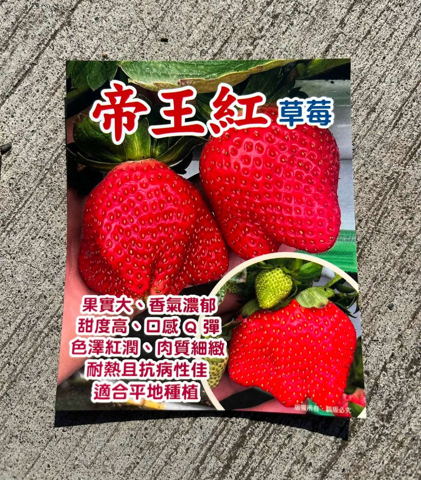 草莓苗 帝王紅(巨果種) 2吋盆