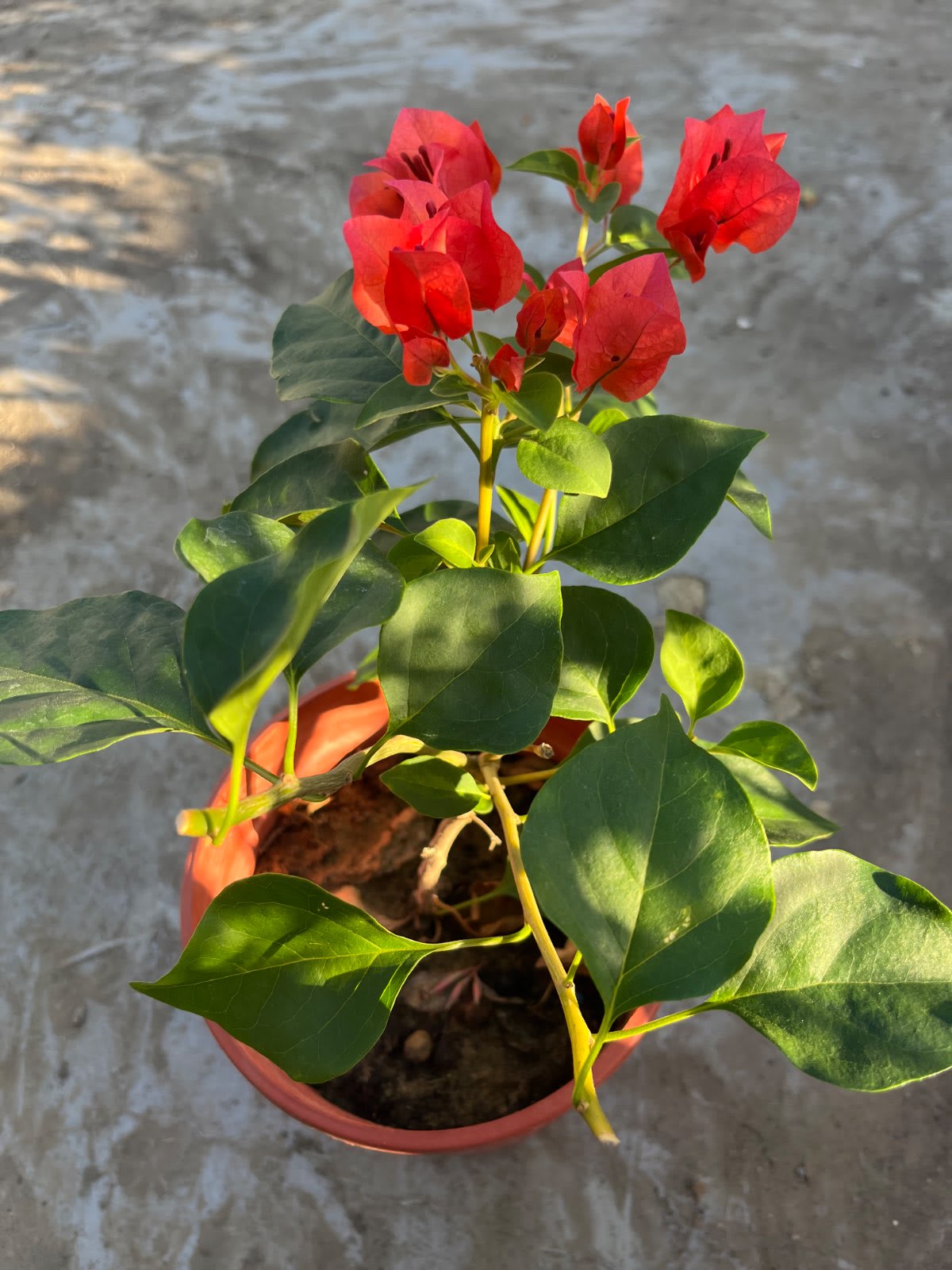 暗斑橙 5吋盆