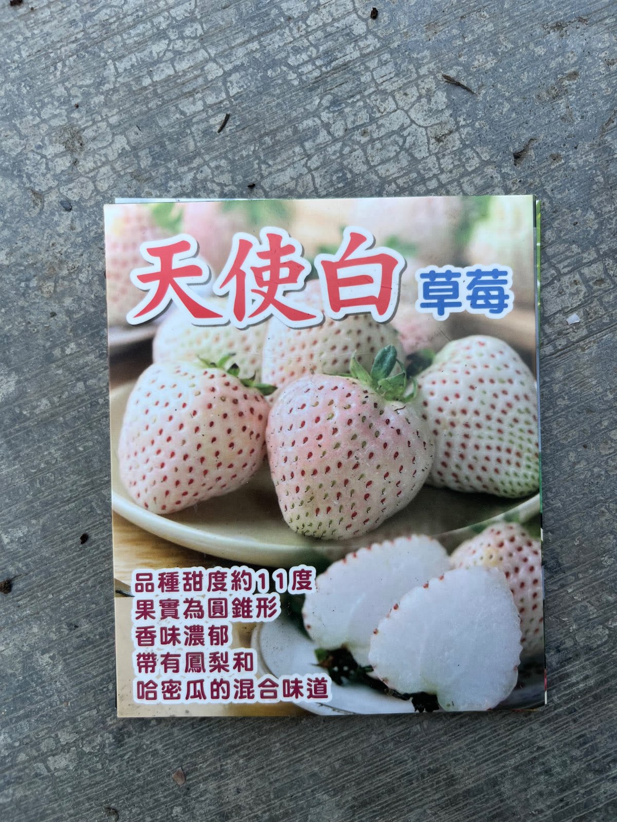 草莓苗 天使白 2寸