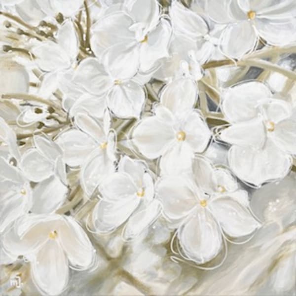 Hydrangea arborescens 9