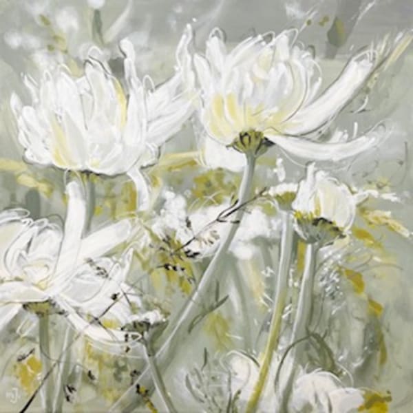 Tripleurospermum inodorum 7