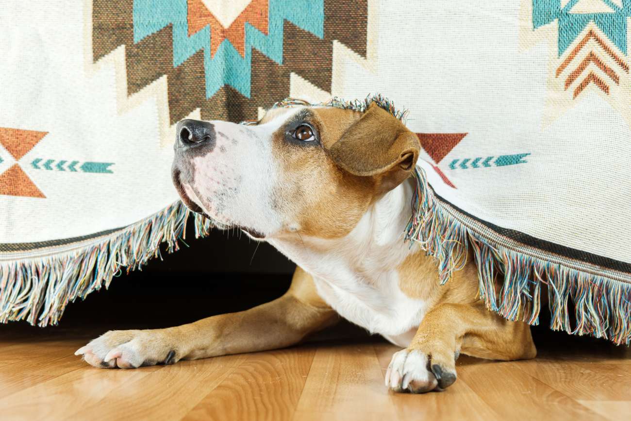 A dog lying on a wood floor