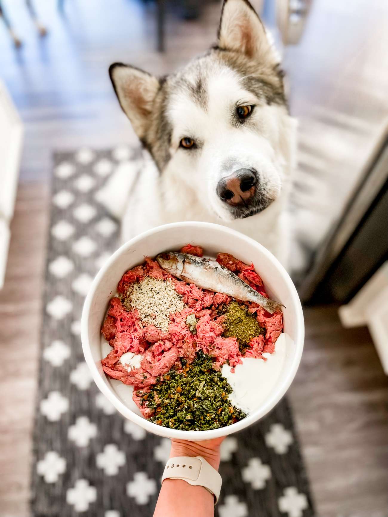 A dog with a bowl of food in it